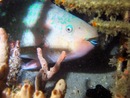 Underwater Ocean and seas picture from Dayo Scuba, Winter Park, Orlando, Florida